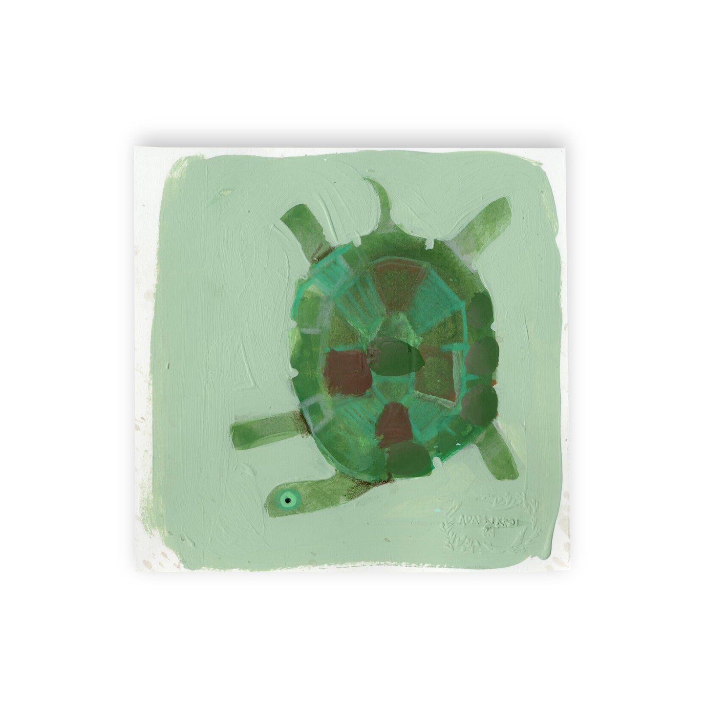 Cartwheel Turtle I Study 6x6