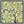 Ginkgo Squirrel