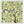 Ginkgo Squirrel