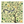 Ginkgo Squirrel